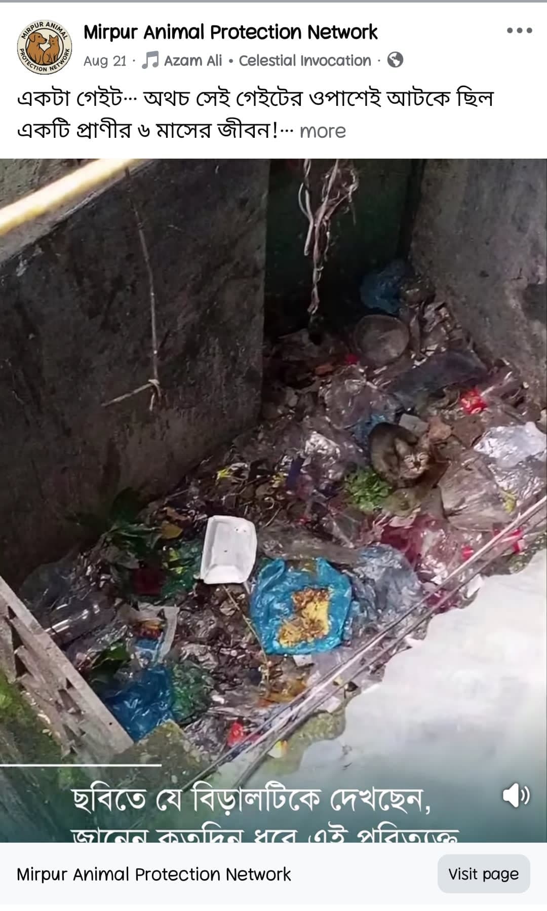 বিড়াল উদ্ধার অভিযান