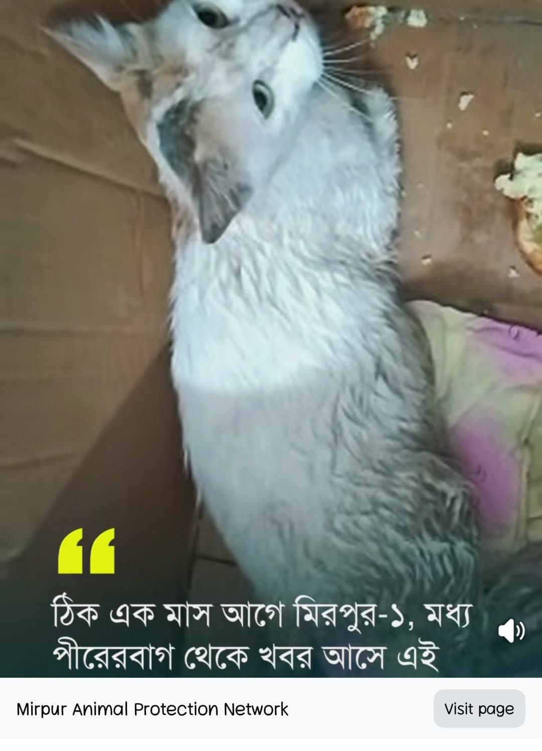 বিড়াল rescue